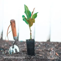 Magnolia Little Gem -Cheap The Aussie Garden Store magnolia little gem tube