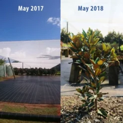 Magnolia Little Gem -Cheap The Aussie Garden Store magnolia tubestock growth 1 year