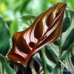 Calathea Makoyana - Peacock Plant 13 Calathea Makoyana - Peacock Plant -Cheap The Aussie Garden Store makoyana leaf