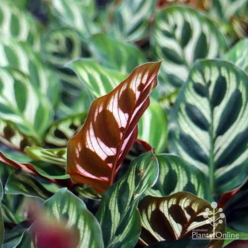 Calathea Makoyana - Peacock Plant 2 Calathea Makoyana - Peacock Plant - Image 2