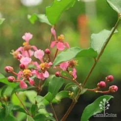 Malpighia Pixie - Acerola -Cheap The Aussie Garden Store malpighia pixie flowers