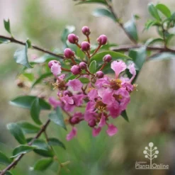 Malpighia Pixie - Acerola -Cheap The Aussie Garden Store malpighia pixie nursery