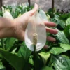 Spathiphyllum Maracay - Peace Lily