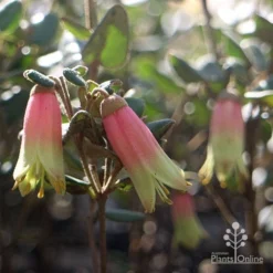 Correa Marian's Marvel -Cheap The Aussie Garden Store marian marvel flowers