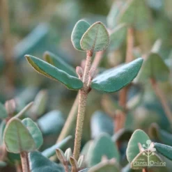 Correa Marian's Marvel -Cheap The Aussie Garden Store marians marvel foliage 1