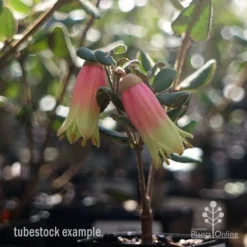 Correa Marian's Marvel -Cheap The Aussie Garden Store marians marvel tubestock flowering