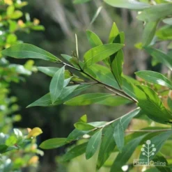 Grevillea Orange Marmalade -Cheap The Aussie Garden Store marmalade foliage