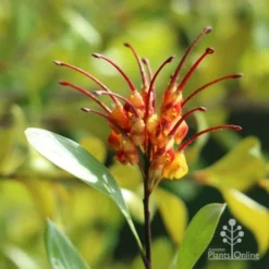 Grevillea Orange Marmalade -Cheap The Aussie Garden Store marmalade grevillea