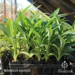 Matapouri Bay - Arthropodium -Cheap The Aussie Garden Store matapouri bay tubestock