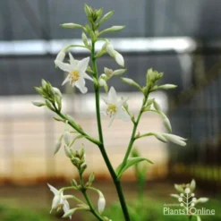 Matapouri Bay - Arthropodium -Cheap The Aussie Garden Store matapouri flower 1
