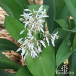 Matapouri Bay - Arthropodium -Cheap The Aussie Garden Store matapouri flowers in nursery 1