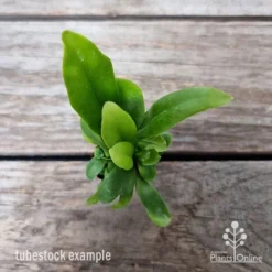 Microsorum Green Flame Fern 12 Microsorum Green Flame Fern -Cheap The Aussie Garden Store microsorum green flame 2