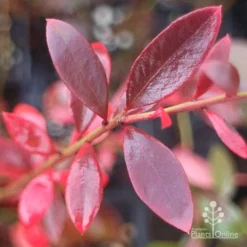 Blueberry Misty -Cheap The Aussie Garden Store misty blueberry autumn colour