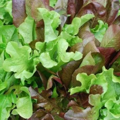 Lettuce Mixed Salad Leaves - Seed -Cheap The Aussie Garden Store mixed salad leaves 1