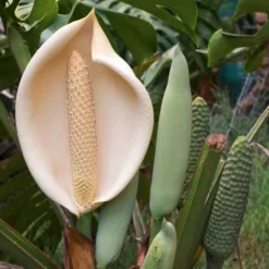Monstera Deliciosa - Fruit Salad Plant, Swiss Cheese -Cheap The Aussie Garden Store monstera flowers and fruit 500
