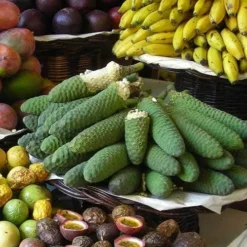 Monstera Deliciosa - Fruit Salad Plant, Swiss Cheese -Cheap The Aussie Garden Store monstera fruit