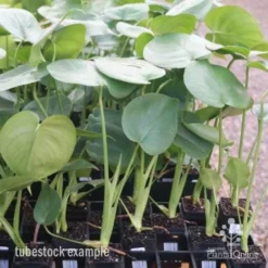 Monstera Deliciosa - Fruit Salad Plant, Swiss Cheese -Cheap The Aussie Garden Store monstera tubes