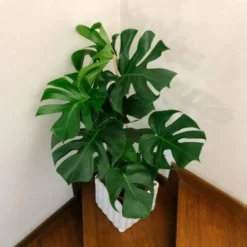 Monstera Deliciosa - Fruit Salad Plant, Swiss Cheese -Cheap The Aussie Garden Store monstera staircase