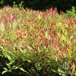 Nandina Moonbay -Cheap The Aussie Garden Store moonbay mass