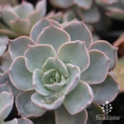 Echeveria Morning Beauty - Succulent -Cheap The Aussie Garden Store morning beauty leaf 500