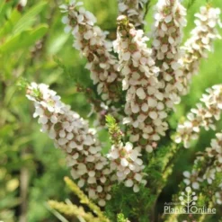 Leptospermum Liversidgei Mozzie Blocker