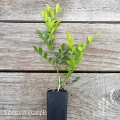 Murraya Sweet Privacy -Cheap The Aussie Garden Store murraya sweet privacy 1