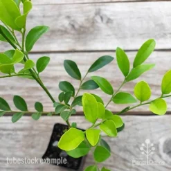 Murraya Sweet Privacy -Cheap The Aussie Garden Store murraya sweet privacy 2