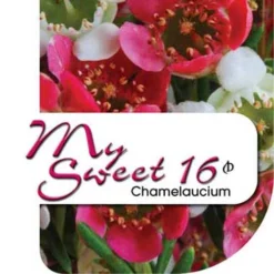 Chamelaucium MY SWEET 16™ - Waxflower 13 Chamelaucium MY SWEET 16™ - Waxflower -Cheap The Aussie Garden Store my sweet 16 label