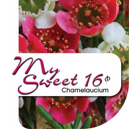 Chamelaucium MY SWEET 16™ - Waxflower 7 Chamelaucium MY SWEET 16™ - Waxflower - Image 7