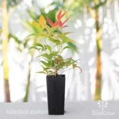 Nandina BLUSH­ -Cheap The Aussie Garden Store nandina blush tube