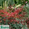 Nandina FLIRT