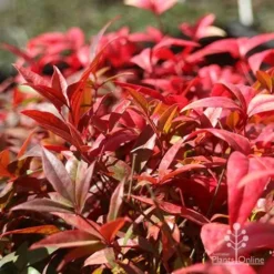 Nandina Obsession -Cheap The Aussie Garden Store nandina obsession foliage colour
