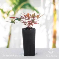 Nandina Obsession -Cheap The Aussie Garden Store nandina obsession tube