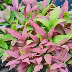 Nandina BLUSH­ -Cheap The Aussie Garden Store nandina blush