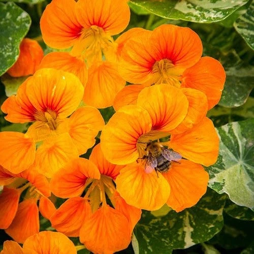 Nasturtium Alaska Salmon Variegated - Seed 1 Nasturtium Alaska Salmon Variegated - Seed