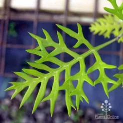 Grevillea Ned Kelly -Cheap The Aussie Garden Store ned kelly img 8560