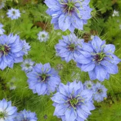 Nigella Miss Jekyll - Love In A Mist - Seed -Cheap The Aussie Garden Store nigella group