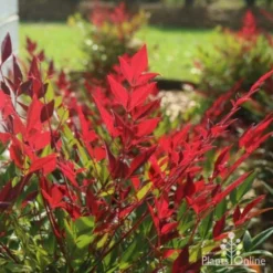 Nandina Obsession -Cheap The Aussie Garden Store obsession backlit 1