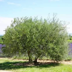 Olive Kalamata 9 Olive Kalamata -Cheap The Aussie Garden Store olive tree landscape 500 2