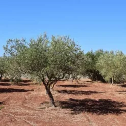 Olive Manzanillo -Cheap The Aussie Garden Store olive trees field 500 1