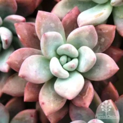 Graptoveria Opalina - Succulent -Cheap The Aussie Garden Store opalina img 4686