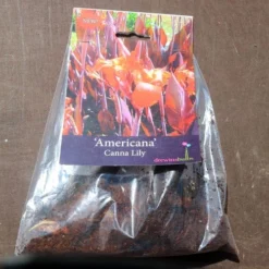 Canna Americana - 1 Bulb -Cheap The Aussie Garden Store pack canna americana