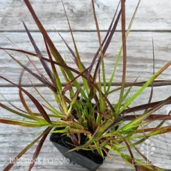 Pennisetum - Dwarf Purple Fountain Grass -Cheap The Aussie Garden Store pennisetum rubrum dwarf leaf 1