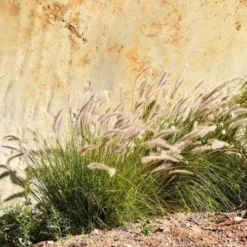 Pennisetum Alopecuroides - Swamp Fountain Grass -Cheap The Aussie Garden Store pennisetum swamp grass rock