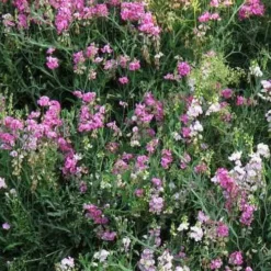 Sweet Pea Everlasting Mix - Seed -Cheap The Aussie Garden Store perennial sweet peas