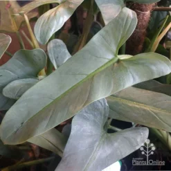 Philodendron Silver Sword -Cheap The Aussie Garden Store philo silver sword mature leaf