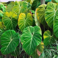 Philodendron Gloriosum - Velvet Philodendron -Cheap The Aussie Garden Store philodendron gloriosum plants bright