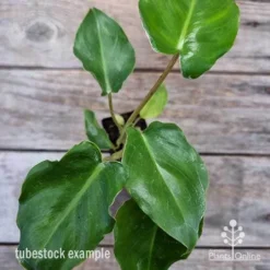 Philodendron Imbe -Cheap The Aussie Garden Store philodendron imbe 1