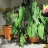 Philodendron Imbe
