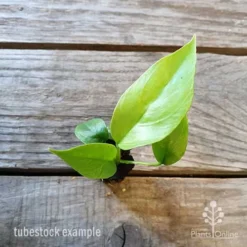 Philodendron Minima - Mini Monstera -Cheap The Aussie Garden Store philodendron minima 1 edited